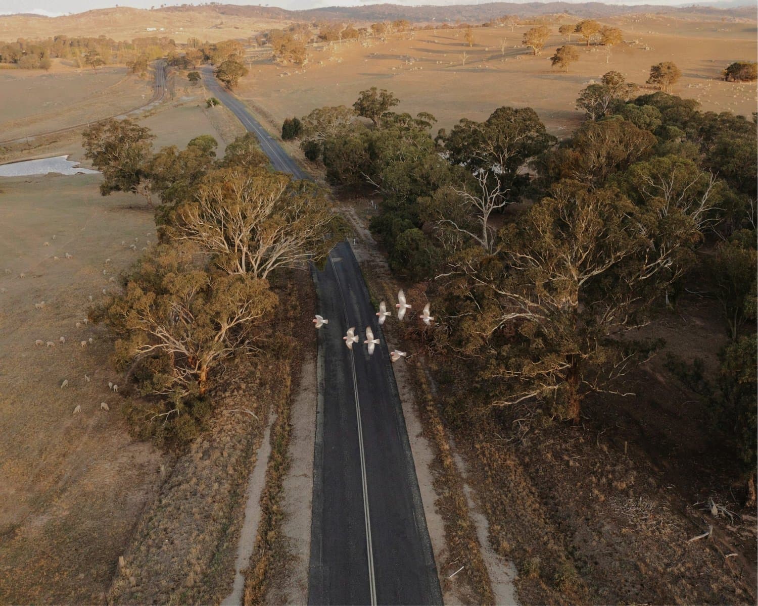 Country road through the Hunter region near Williamtown